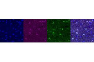 Immunohistochemistry (IHC) image for anti-Glutamate-Ammonia Ligase (GLUL) antibody (ABIN7456060) (GLUL 抗体)