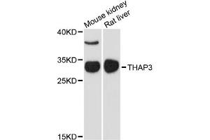 Western blot analysis of extracts of various cell lines, using THAP3 antibody. (THAP3 抗体)
