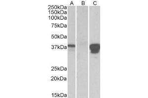 HEK293 lysate (10ug protein in RIPA buffer) overexpressing Human POU2AF1 with DYKDDDDK tag probed with ABIN768554 (0. (POU2AF1 抗体  (Internal Region))