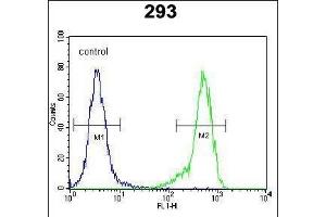 C4orf31 Antibody (N-term) (ABIN651996 and ABIN2840488) flow cytometric analysis of 293 cells (right histogram) compared to a negative control cell (left histogram). (NDNF 抗体  (AA 80-109))