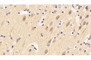 Detection of NRN1 in Porcine Cerebrum Tissue using Polyclonal Antibody to Neuritin 1 (NRN1) (NRN1 抗体  (AA 28-142))