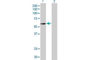 Western Blot analysis of GDF10 expression in transfected 293T cell line by GDF10 MaxPab polyclonal antibody. (GDF10 抗体  (AA 1-478))