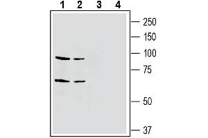 Western blot analysis of mouse brain membranes (lanes 1 and 3) and rat brain membranes (lanes 2 and 4): - 1-2. (EPH Receptor A4 抗体  (Extracellular, N-Term))