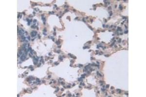 IHC-P analysis of Rat Tissue, with DAB staining. (Connexin 31 抗体  (AA 210-270))