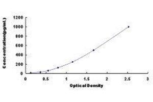Interleukin 17B (IL17B) ELISA Kit