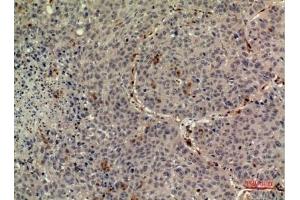 Immunohistochemical analysis of paraffin-embedded human-liver, antibody was diluted at 1:100. (TPO (Internal Region) 抗体)