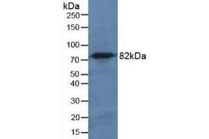 Detection of CAPN1 in Mouse Pancreas Tissue using Polyclonal Antibody to Calpain 1 (CAPN1) (CAPN1 抗体  (AA 75-343))