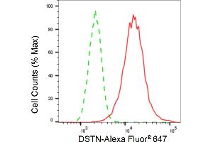 Flow cytometric analysis of DSTN expression in H9c2 cells using DSTN antibody (ABIN7798322), 1:2,000). (Recombinant Destrin 抗体)