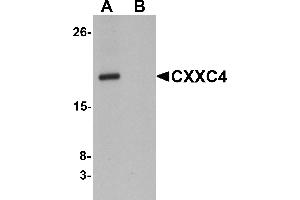 Western Blotting (WB) image for anti-CXXC Finger Protein 4 (CXXC4) (N-Term) antibody (ABIN1031338) (CXXC4 抗体  (N-Term))