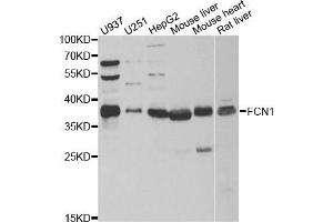 Western blot analysis of extracts of various cell lines, using FCN1 antibody. (FCN1 抗体)