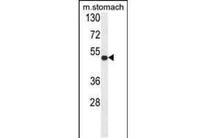 Western blot analysis of FERMT1 Antibody (Center) (ABIN652858 and ABIN2842558) in mouse stomach tissue lysates (35 μg/lane).