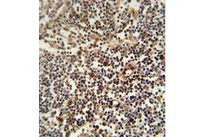 Immunohistochemistry analysis in human lymph node (formalin-fixed, paraffin-embedded) using LAPTM5  Antibody  (N-term), followed by peroxidase conjugation of the secondary antibody and DAB staining. (LAPTM5 抗体  (N-Term))