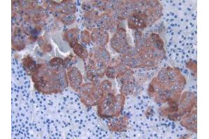 IHC-P analysis of Rat Adrenal gland Tissue, with DAB staining. (SHBG 抗体  (AA 44-222))