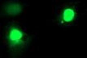 Anti-EXOSC7 mouse monoclonal antibody (ABIN2455506) immunofluorescent staining of COS7 cells transiently transfected by pCMV6-ENTRY EXOSC7 (RC201419). (EXOSC7 抗体)