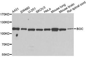 Western blot analysis of extracts of various cell lines, using BOC antibody. (BOC 抗体  (AA 1-125))