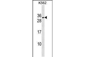 Western blot analysis in K562 cell line lysates (35ug/lane). (SSX3 抗体  (AA 53-80))