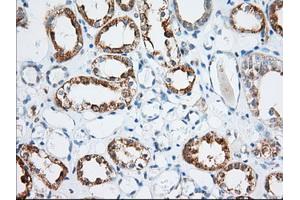 Immunohistochemical staining of paraffin-embedded Human Kidney tissue using anti-MIOX mouse monoclonal antibody. (MIOX 抗体)