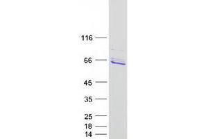 DNAJC7 Protein (Transcript Variant 1) (Myc-DYKDDDDK Tag)