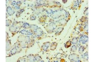 Immunohistochemistry of paraffin-embedded human pancreatic tissue using ABIN7161860 at dilution of 1:100 (NCOA4 抗体  (AA 1-280))