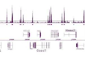 Histone H3 dimethyl Lys4 antibody tested by ChIP-Seq. (Histone 3 抗体  (H3K4me2))