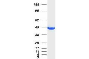 Western Blotting (WB) image for Creatine Kinase, Muscle (CKM) protein (Myc-DYKDDDDK Tag) (ABIN2714209)