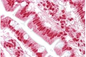 Anti-OAS1 antibody IHC staining of human small intestine. (OAS1 抗体  (AA 324-373))