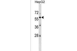 ZFP82 Antibody (N-term) (ABIN1539459 and ABIN2849388) western blot analysis in HepG2 cell line lysates (35 μg/lane). (Zinc finger protein 82 homolog (ZFP82) (AA 55-82), (N-Term) 抗体)