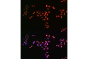 Immunofluorescence analysis of HeLa cells using DROSHA antibody (ABIN7266845). (DROSHA 抗体)