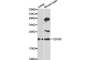 Western blot analysis of extracts of Jurkat and mouse brain cell lines, using CDC42 antibody. (CDC42 抗体)