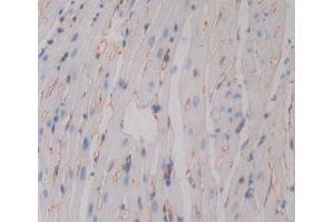 IHC-P analysis of Mouse Tissue, with DAB staining. (BACE2 抗体  (AA 156-407))