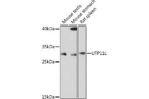 Western blot analysis of extracts of various cell lines, using UTP11L Rabbit pAb (ABIN7271237) at 1:1000 dilution. (UTP11L 抗体)
