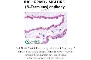 Image no. 1 for anti-Glutamate Receptor, Metabotropic 3 (GRM3) (Extracellular Domain), (N-Term) antibody (ABIN1735268) (Metabotropic Glutamate Receptor 3 抗体  (Extracellular Domain, N-Term))