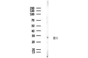 Western blot analysis of lysates from Rat brain, using SPIC Antibody at 1/1000 dilution.