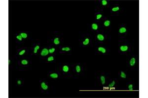 Immunofluorescence of monoclonal antibody to HMGB2 on HeLa cell. (HMGB2 抗体  (AA 1-195))