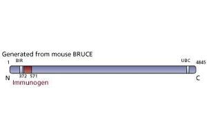 Image no. 3 for anti-Baculoviral IAP Repeat-Containing 6 (BIRC6) (AA 372-571) antibody (ABIN968409) (BIRC6 抗体  (AA 372-571))