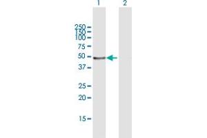 Western Blot analysis of LEFTY1 expression in transfected 293T cell line by LEFTY1 MaxPab polyclonal antibody. (LEFTY1 抗体  (AA 1-366))