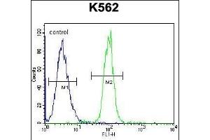 TCF21 Antibody (C-term) (ABIN655524 and ABIN2845037) flow cytometric analysis of K562 cells (right histogram) compared to a negative control cell (left histogram).