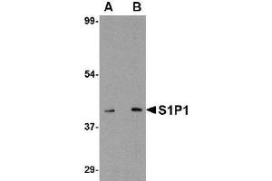 Western blot analysis of S1P1 in Mouse thymus lysate with EDG-1 / S1PR1 antibody at 1 µg/ml (A) and 2 μg/ml (B). (S1PR1 抗体  (C-Term))
