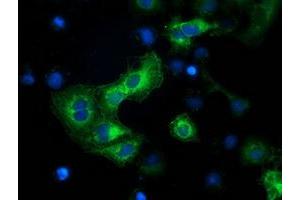 Anti-BECN1 mouse monoclonal antibody (ABIN2454419) immunofluorescent staining of COS7 cells transiently transfected by pCMV6-ENTRY BECN1 (RC201629). (Beclin 1 抗体)