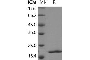 Western Blotting (WB) image for Fibroblast Growth Factor 8 (Androgen-Induced) (FGF8) (Active) protein (ABIN7198878) (FGF8 蛋白)