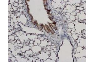 Expression of AQP8 in rat lung - Immunohistochemical staining of rat lung paraffin-embedded sections using Anti-Aquaporin 8 Antibody (ABIN7042944 and ABIN7045205), (1:100). (Aquaporin 8 抗体  (Intracellular, N-Term))