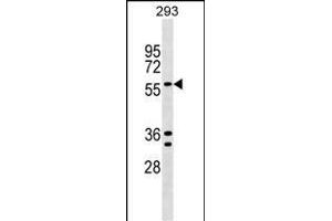 TRAFD1 Antibody (C-term) (ABIN1537452 and ABIN2848856) western blot analysis in 293 cell line lysates (35 μg/lane). (TRAFD1 抗体  (C-Term))