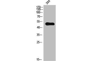 Western Blot analysis of 3T3 cells using Phospho-IL-13Rα1 (Y405) Polyclonal Antibody (IL13 Receptor alpha 1 抗体  (pTyr405))