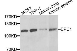 Western blot analysis of extracts of various cells, using EPC1 antibody.