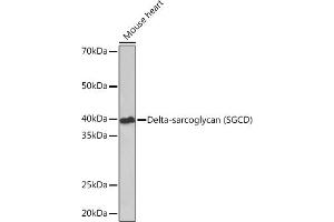 Western blot analysis of extracts of Mouse heart, using Delta-sarcoglycan (SGCD) Rabbit mAb (ABIN7270144) at 1:1000 dilution. (SGCD 抗体)