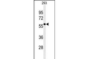 Western blot analysis of EXOC3L2 Antibody (N-term) (ABIN651216 and ABIN2840135) in 293 cell line lysates (35 μg/lane). (EXOC3L2 抗体  (N-Term))