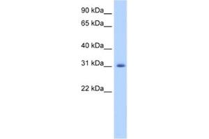 Western Blotting (WB) image for anti-Apolipoprotein B mRNA Editing Enzyme, Catalytic Polypeptide-Like 2 (APOBEC2) antibody (ABIN2462227) (APOBEC2 抗体)
