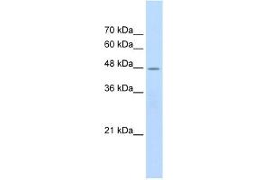 WB Suggested Anti-CHRNB2 Antibody Titration:  2. (CHRNB2 抗体  (Middle Region))