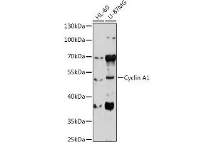 Western blot analysis of extracts of various cell lines, using Cyclin  antibody (ABIN6127726, ABIN6138071, ABIN6138072 and ABIN6221269) at 1:1000 dilution. (Cyclin A1 抗体  (AA 1-230))