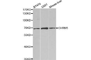 Western blot analysis of extracts of various cell lines, using CHRM5 antibody (ABIN5973103) at 1/1000 dilution. (CHRM5 抗体)